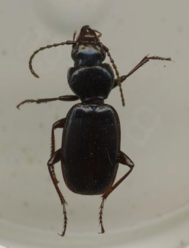 Pterostichus grajus
